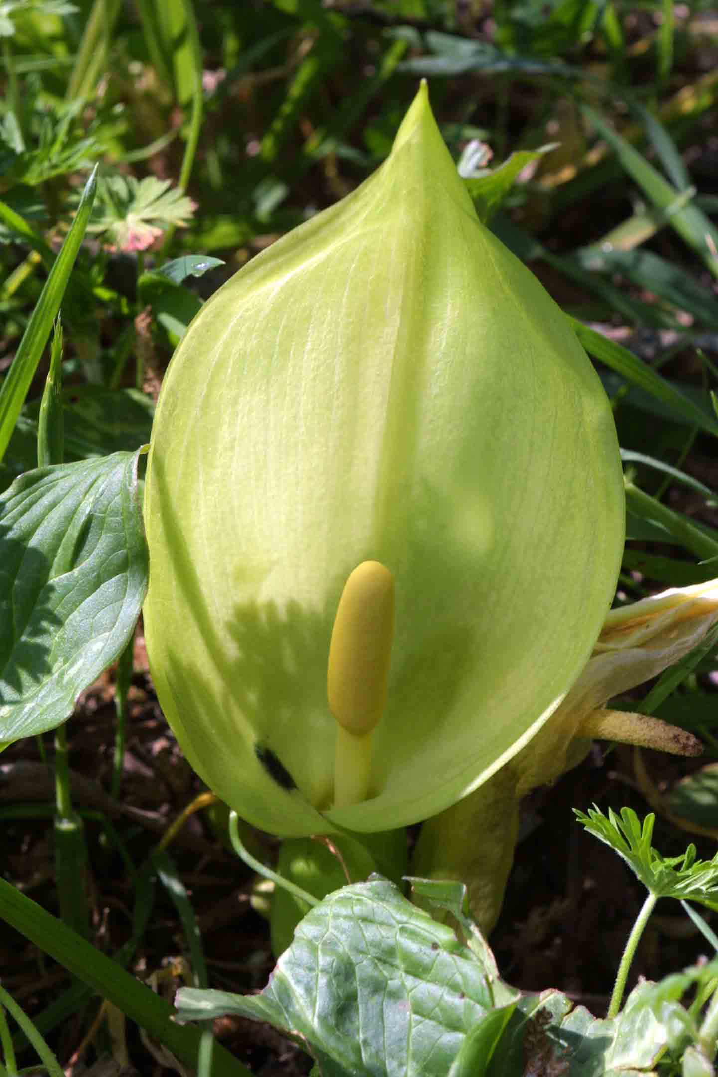 Arum italicum / Gigaro chiaro